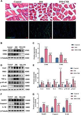 Celecoxib ameliorates diabetic sarcopenia by inhibiting inflammation, stress response, mitochondrial dysfunction, and subsequent activation of the protein degradation systems